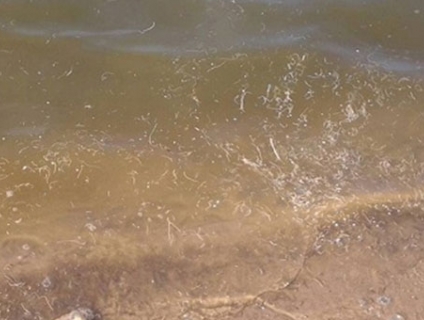 Giải pháp phòng và trị bệnh phân trắng nuôi tôm 2019