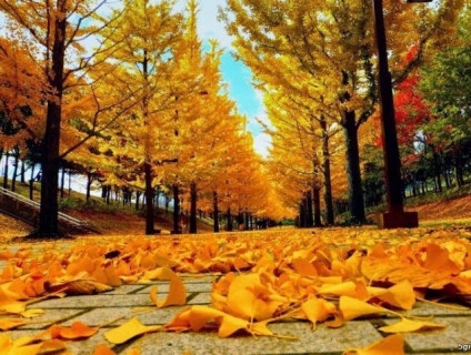 Hàn Quốc Mùa thu - Giá siêu khuyến mãi