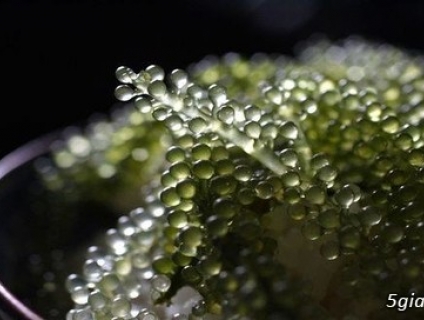 10 Nơi bán rong nho uy tín tại TP.HCM