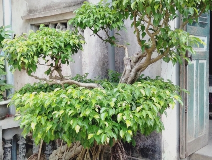 Bán cây Si có tuổi đời hơn 60 năm.