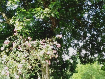 Bán cây sấu có tuổi đời hơn 70 năm