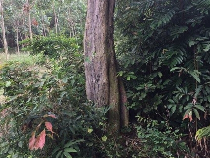 Báo giá cây giáng hương công trình