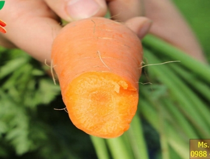 Bán cà rốt giá cực sốc