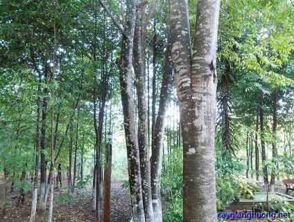 Cây giáng hương cổ thụ