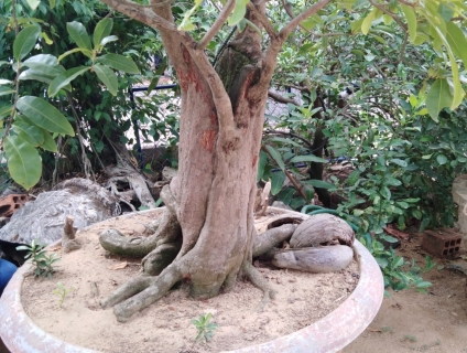 Cần Bán Cây Mai cổ thụ gốc lớn