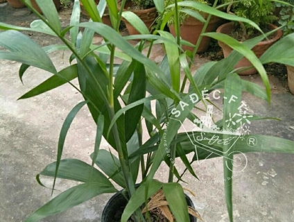 Cau Hawai cây phong thủy nội thất