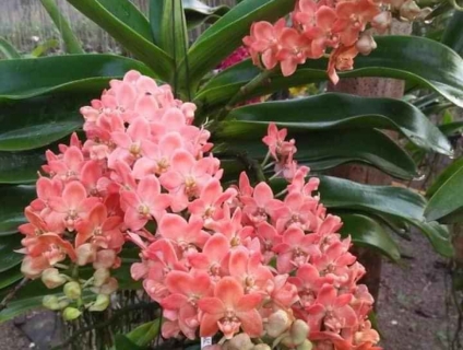 Ngọc điểm thái (đai châu thái) - Tết 2021 cho hoa - có 5 màu