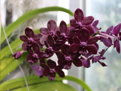 Ngọc điểm lai (đai châu lai) - Có nhiều màu - Hoa đẹp - lâu tàn