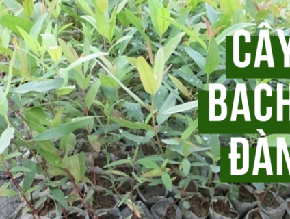 Giống cây bạch đàn