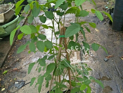 Cây đậu biếc - đậu hoa tím - bông biếc