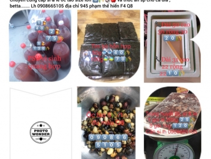 Bán ốc táo, vi sinh psb, trùng huyết, tim bò