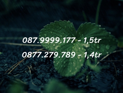 Sim số đẹp giá rẻ