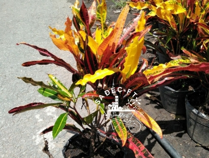 Cây cô tòng đuôi lươn