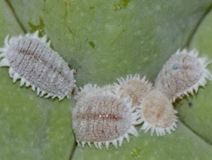 Rệp Sáp và thuốc đặc trị rệp sáp an toàn hiệu quả cho cây trồng