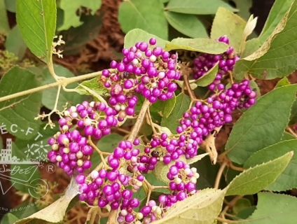 Cây ngọc long châu