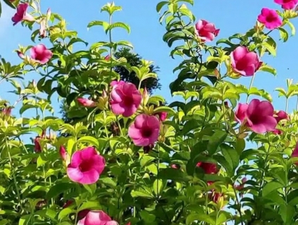 Cây huỳnh anh hoa tím