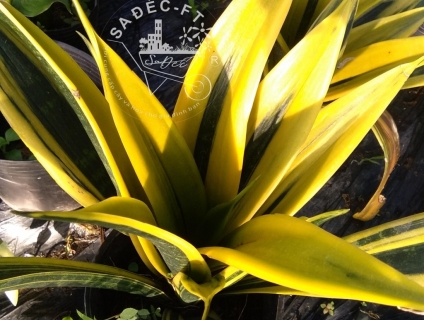 Lưỡi hổ hoàng kim