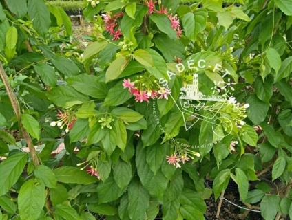 Sử quân tử - trang leo