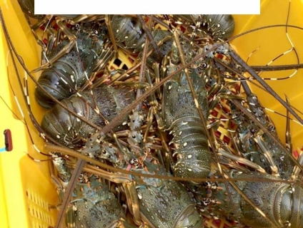 KHAY NHỰA, RỔ NHỰA,THÙNG NHỰA- GIÁ XƯỞNG-VIỆT NHẬT