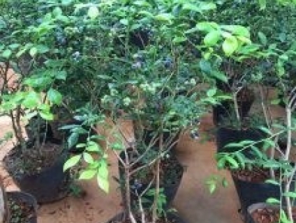 Cung cấp cây giống: Cây Việt Quất