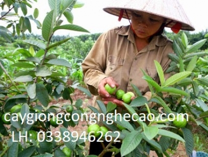 Cung cấp cây giống: Ổi Đông Dư