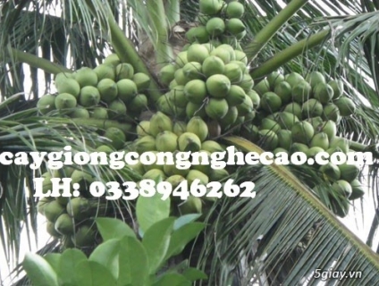 Cung cấp cây giống: Dừa Xiêm Dây