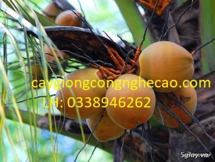 Cung cấp cây giống: Dừa Lửa