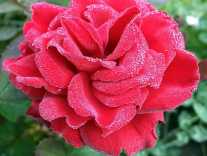 Cách giâm cành hoa hồng đạt tỷ lệ cao – Kỹ thuật trồng hoa hồng