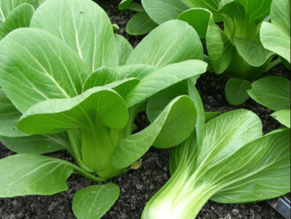 Đại lý rau sạch tphcm