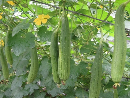 Cung cấp sỉ rau củ quả vườn tphcm