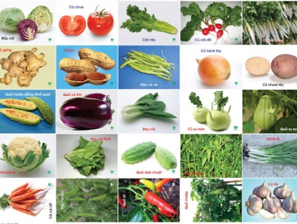 Cung cấp sỉ rau củ quả sạch tại Gò Vấp