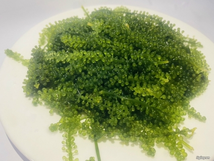 Chuyên Sỉ-Lẻ RONG NHO TÁCH NƯỚC thượng hạng. CTY Thái Dương 096.121.01