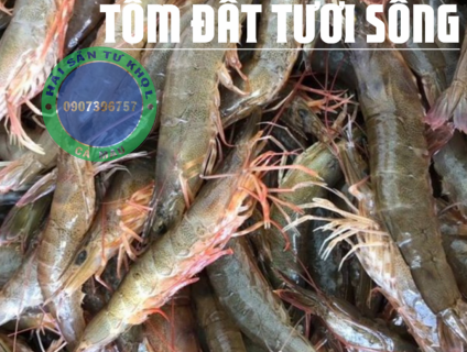 Cua Gạch Son  Cà Mau.(chính gôc)