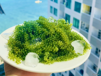 Cung cấp Rong nho tách nước SỈ LẺ tại Hà Nội