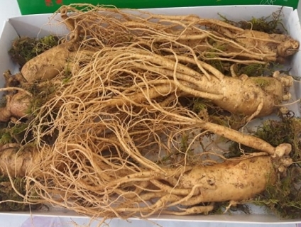 Nhân sâm tươi Hàn Quốc 6 củ/1kg
