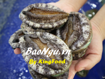 Chuyên bán sỉ bán lẻ bào ngư tại Hà Nội