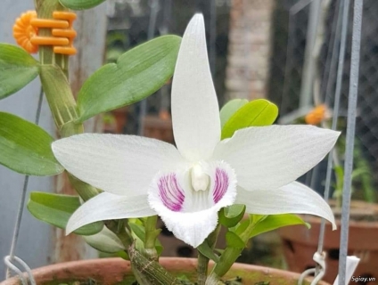 Mơ thấy hoa lan đánh con gì ? Nên đánh số nào để chiến thắng