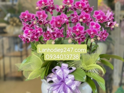 Điện Hoa 247 TPHCM là dịch vụ điện hoa số 1 chuyên Lan Hồ Điệp cao cấp