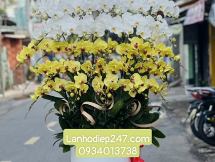 Shop Lan Hồ Điệp cao cấp chất lượng số 1 TPHCM - Hoa Tươi 247 Sài Gòn