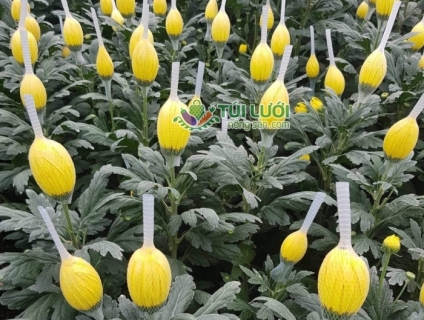 Địa chỉ cung cấp túi lưới nhựa chất lượng tại Hải Phòng