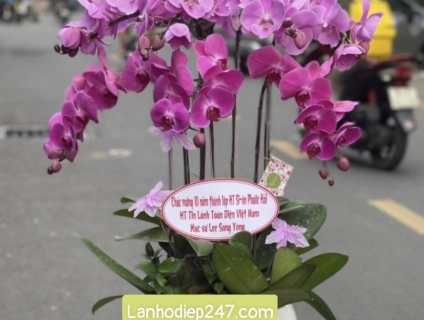 SHOP LAN HỒ ĐIỆP 247 SÀI GÒN cung cấp DỊCH VỤ ĐIỆN HOA 247 UY TÍN