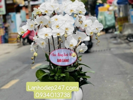 Đặt mua CHẬU LAN HỒ ĐIỆP CAO CẤP tại Hoa Tươi 247 Sài Gòn 0934013738