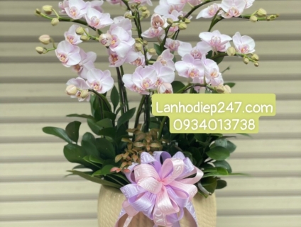 Shop Lan Hồ Điệp Cao Cấp tại Sài Gòn - Hoa Tươi 247 TPHCM 0934013738