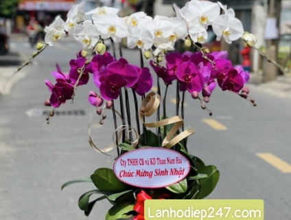 Chậu LAN HỒ ĐIỆP sang trọng đẳng cấp tại HOA TƯƠI 247 SÀI GÒN