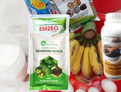Cách ủ dịch chuối tưới hoa hồng, hoa lan - Vinong Sinh học Đức Bình