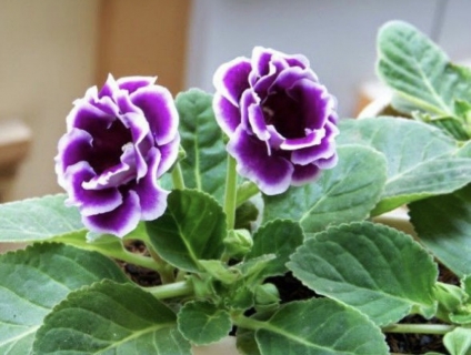 Cây hoa tử la lan, cây giống hoa