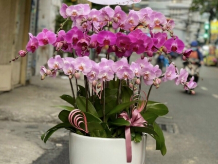 Bật mí về LAN HỒ ĐIỆP mini - Nơi bán LAN HỒ ĐIỆP MINI đẹp tại Sài Gòn