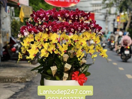 Bạn muốn tìm Shop Lan Hồ Điệp cao cấp TPHCM - Shop Hoa Lan 247 Sài Gòn