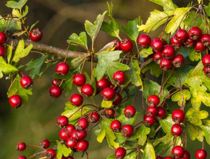 Sơn tra và 9 lợi ích vàng cho người bệnh tim mạch