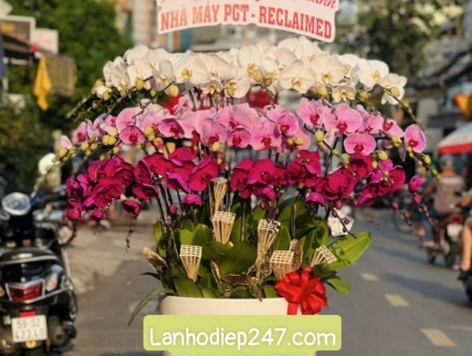 Điện Hoa TPHCM 247 chuyên bán Lan Hồ Điệp Đài Loan Cao Cấp SG